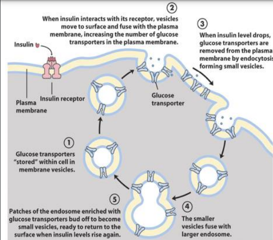 <ol><li><p>GLUT4 stored within cell in membrane vesicles (not usually on cell surface)</p></li><li><p>insulin binds the insulin receptor on the surface of the myocyte/adipocyte </p></li><li><p>when insulin binds with its receptor, vesicles move to the surface and fuse with the plasma membrane, increasing the number of glucose transporters in the plasma membrane </p></li><li><p>when insulin levels drop, glucose transporters are removed from the plasma membrane by endocytosis, forming small vesicles </p></li><li><p>smaller vesicles fuse with larger endosome </p></li><li><p>patches of the endosome enriched with glucose transporters bud off to become small vesicles, ready to return to the surface when insulin levels rise again </p></li></ol><p></p>