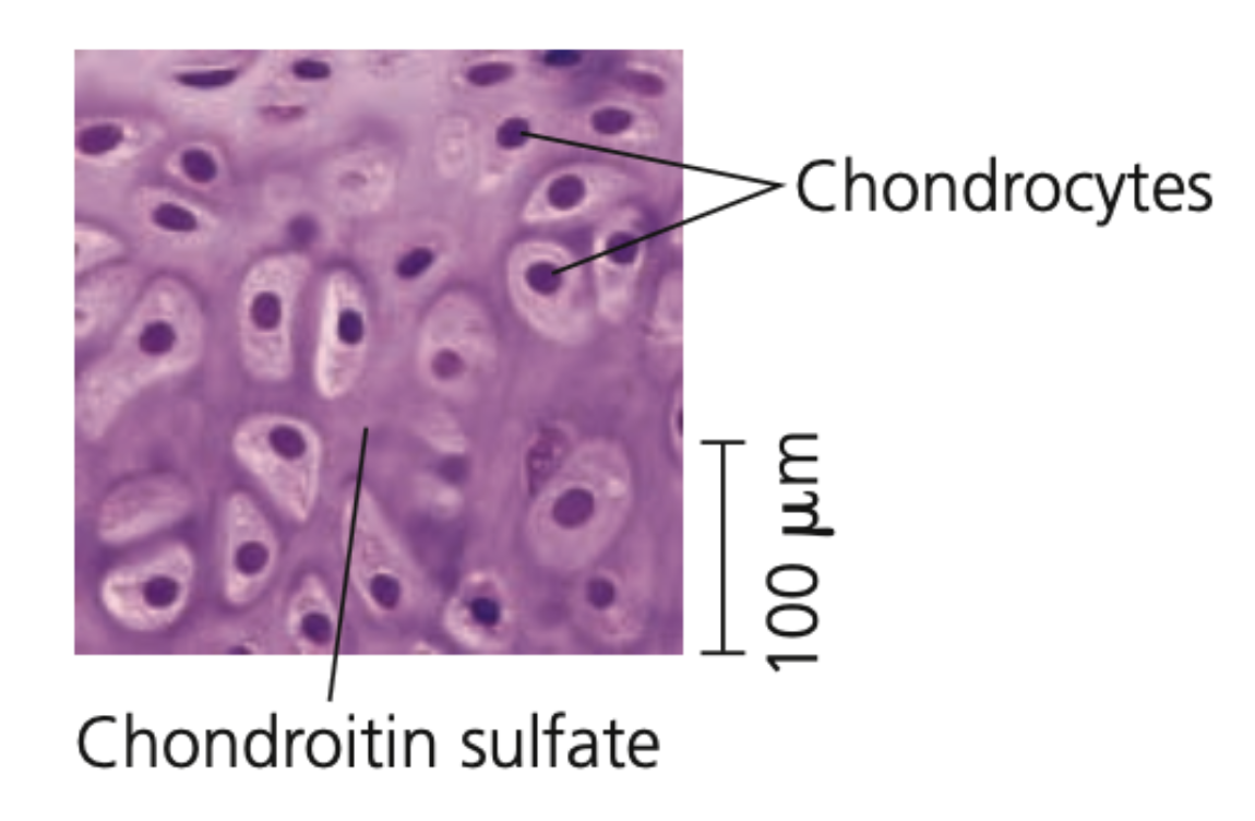 Cartilage
➔ Contains collagenous fibers embedded in a rubbery protein-carbohydrate complex (_______ sulfate)
➔ _________ secrete the collagen and chondroitin sulfate, which make cartilage strong yet flexible support material
➔ Skeletons of many vertebrate ______ contain cartilage that is replaced by bone as it matures
◆ Cartilage remains in some locations, such as the ___ that act as cushions between vertebrate