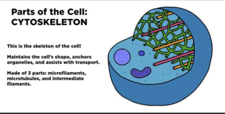 <p>The cytoskeleton allows activities within the cell to occur.</p><p>It provides structural framework.</p><p>It is also responsible for cell movement.</p><p>It control cell division.</p>