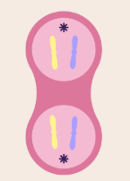 <p>what stage of the cell cycle is this?</p>