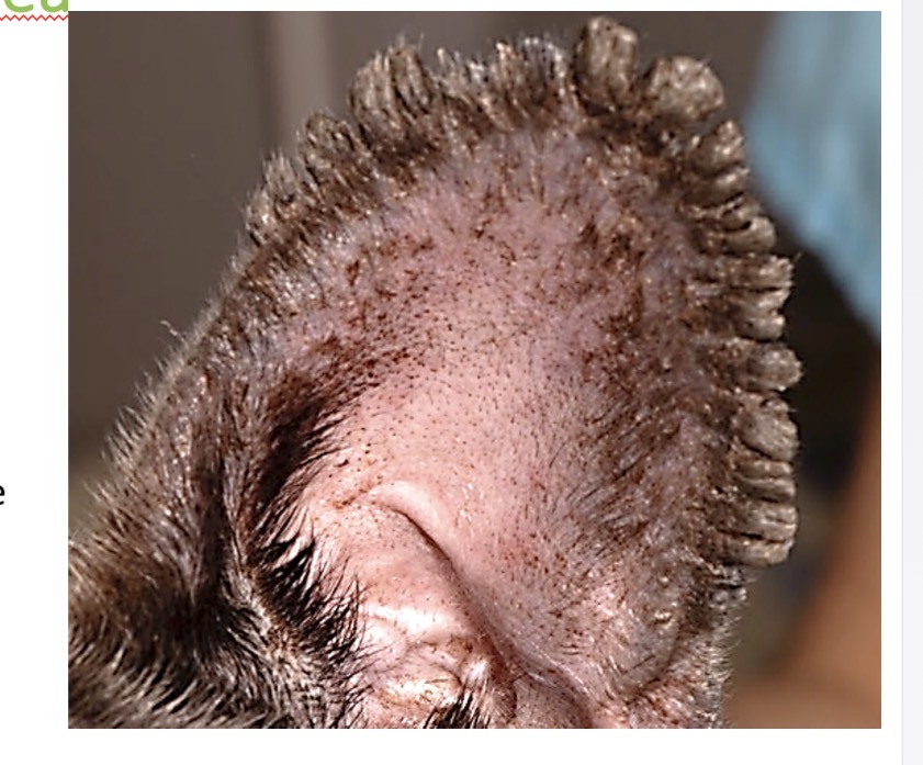 <p>White/ pigmented adherent scale, follicular casts</p><p>Skin fissures, secondary bact inf</p>