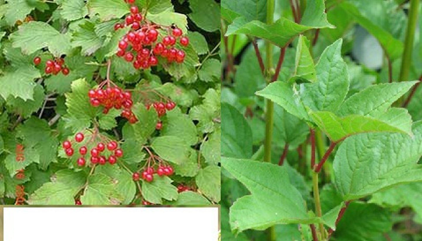 <p>Viburnum trilobum</p>