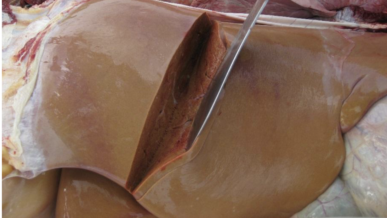 <p>what mycotoxin did this cow die of</p>