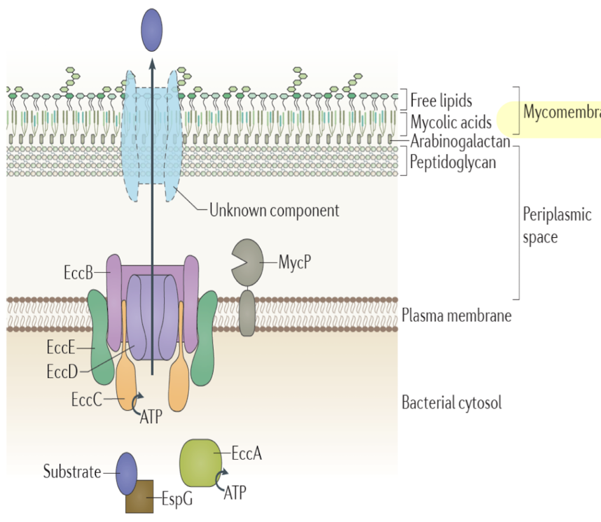 <ul><li><p><strong>Found in mycobacteria and Gram-positive diderms.</strong></p></li><li><p>Transports virulence factors across the <strong>mycomembrane</strong> <strong>instead of OM</strong></p></li><li><p><strong>Mycomembrane consists of waxy mycolic acids and carbohydrates, confer antibiotic resistance</strong></p></li><li><p><strong>One core IM channel defined, direct mechanism of how substrates transverse mycomembrane is not clear</strong></p></li></ul><p></p>