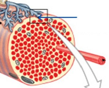 <p>Where do neuron meets muscle fiber in skeletal muscle innervation?</p>