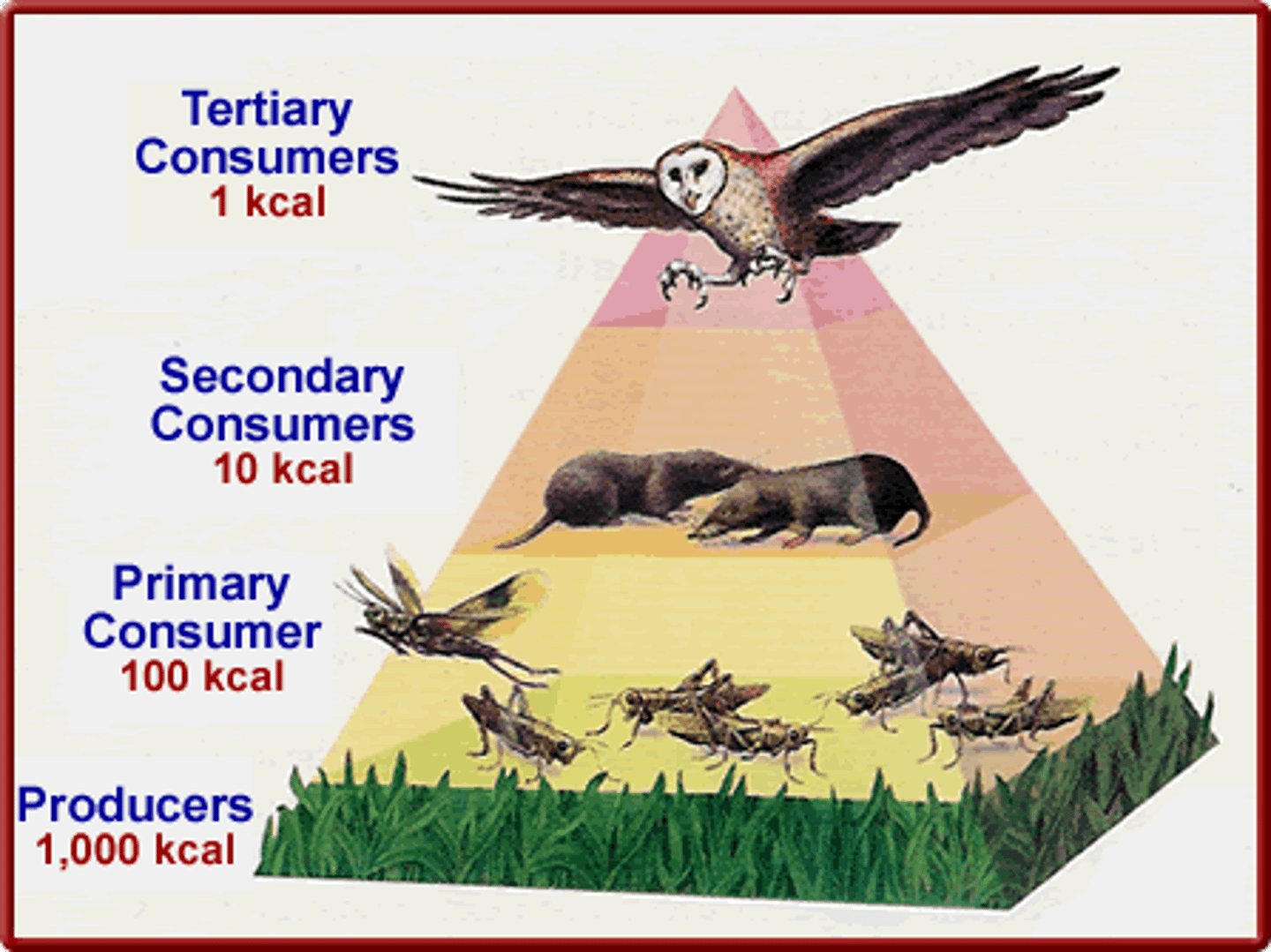 <p>Shows how much energy at each trophic level in a food chain or food web</p><p>Related to: Energy/10% Rule, Trophic levels</p><p>Roots: None</p>
