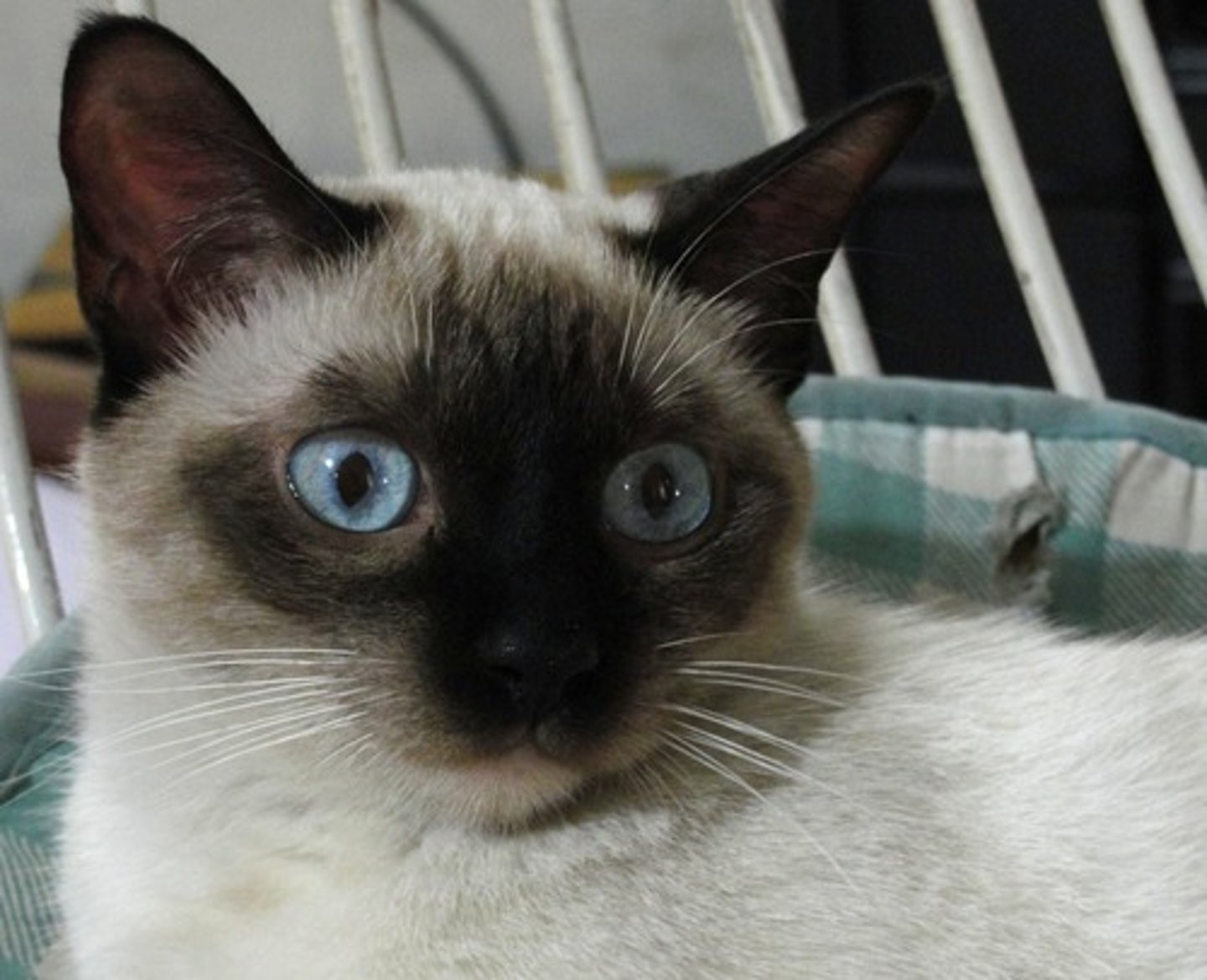 <p>Environment alters phenotypes from the same genotype.</p><ul><li><p>Phenotypes plasticity: different phenotypes form same genotypes due to environmental conditions</p></li></ul><p>(ex. siamese cat coats over 30<sup>o</sup>C)</p>