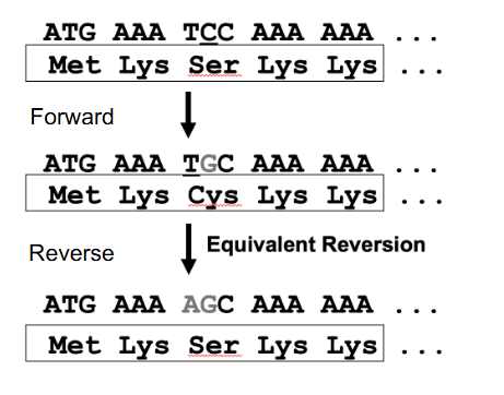 <p>- exact reversion (true or genotypic) gives the wild type DNA sequence</p><p>- Equivalent reversion gives a different DNA sequence, but wild type AA sequence (genetic code redundant): change in nt sequence to give wild type AA sequence, but not wild type nt sequence</p><p>- basically equivalent changes the forward mutation to something else that makes the same amino acid (genetic code is redundant)</p>