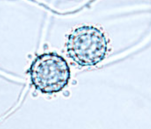 <p>What organism is this, and at what temperature?</p>