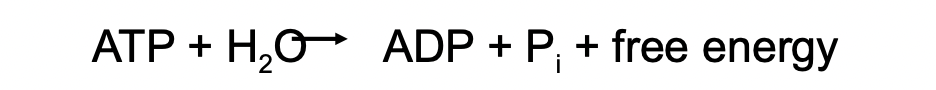 <ul><li><p>ATP hydrolyzes to yield ADP and an inorganic phosphate ion</p></li><li><p>This reaction is very exergonic since the body has a very high ATP concentration and the ADP concentration is very low</p></li></ul>