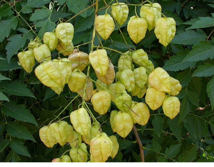 <p>Koelreuteria paniculata</p>