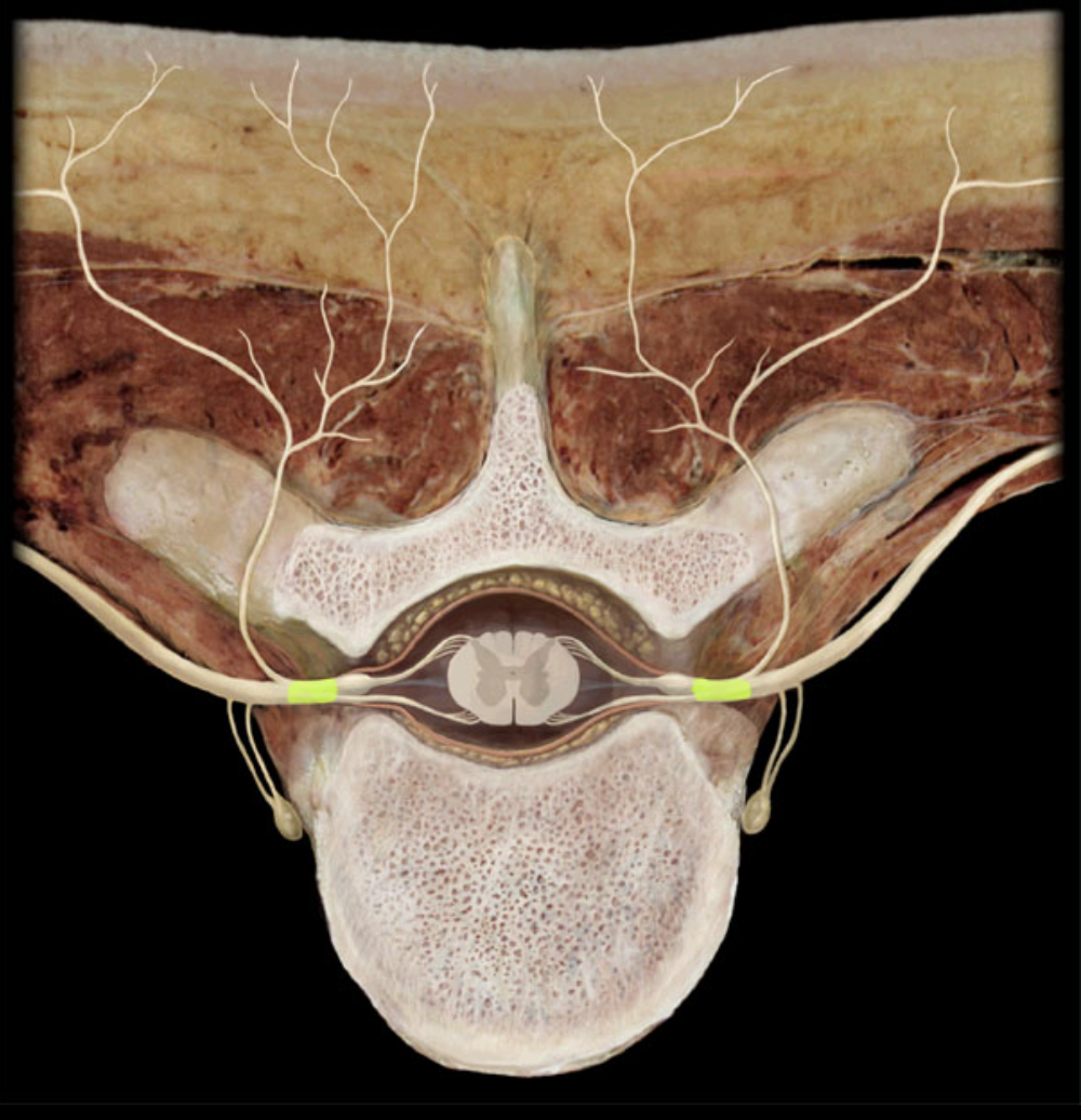 <p>What structure is shown?</p>