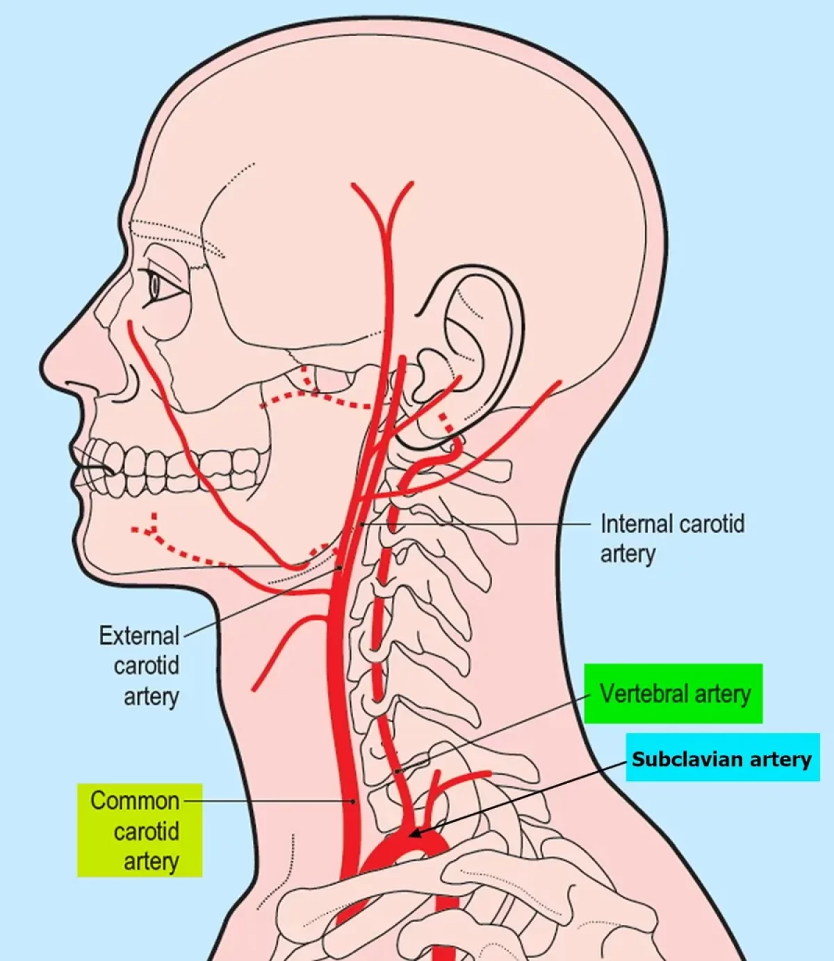 <p><span>passes through the vertebral foramen in the cervical vertebrae and then through the foramen magnum into the cranial cavity</span></p>