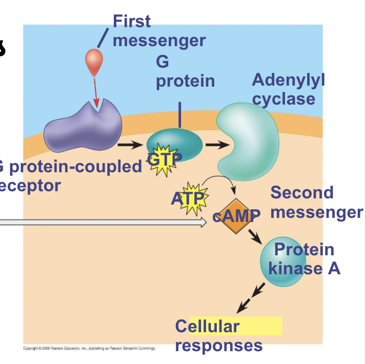 <ul><li><p><span style="background-color: transparent; font-family: "Proxima Nova", sans-serif;"><span>cAMP (cyclic AMP)</span></span></p></li><li><p><span style="background-color: transparent; font-family: "Proxima Nova", sans-serif;"><span>Calcium</span></span></p></li></ul><p></p>