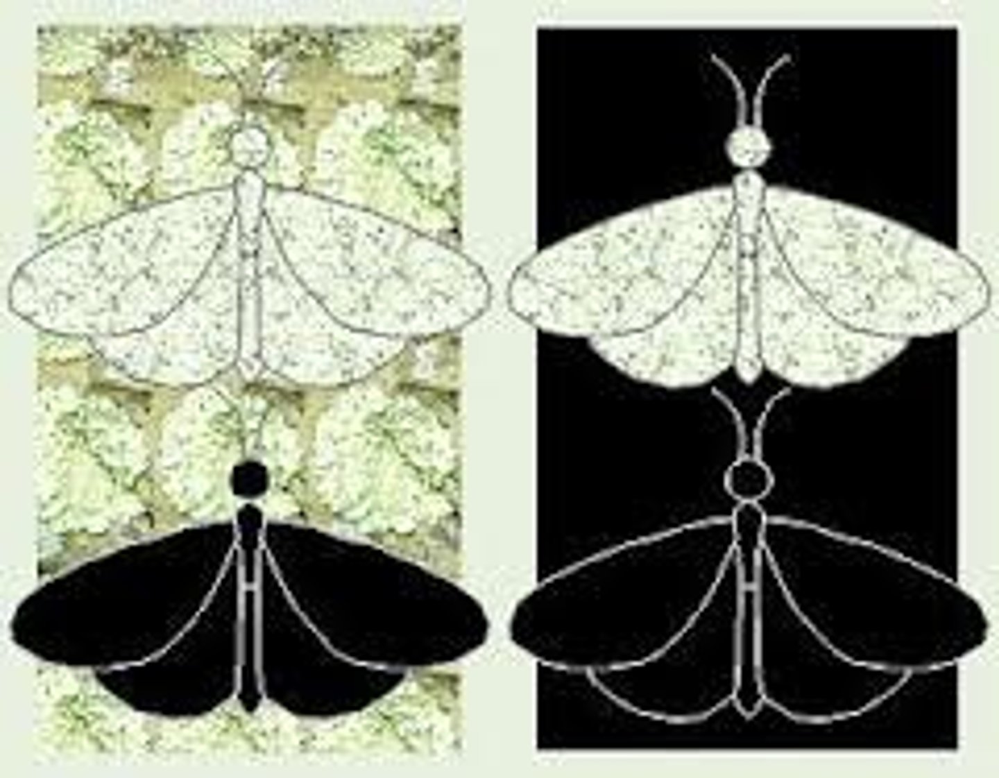 <p>A natural process resulting in the evolution of organisms best adapted to the environment.</p>