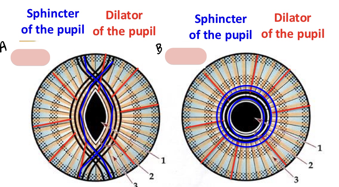 <p><span>Name the structure(s) indicated by&nbsp;a and b.</span></p>