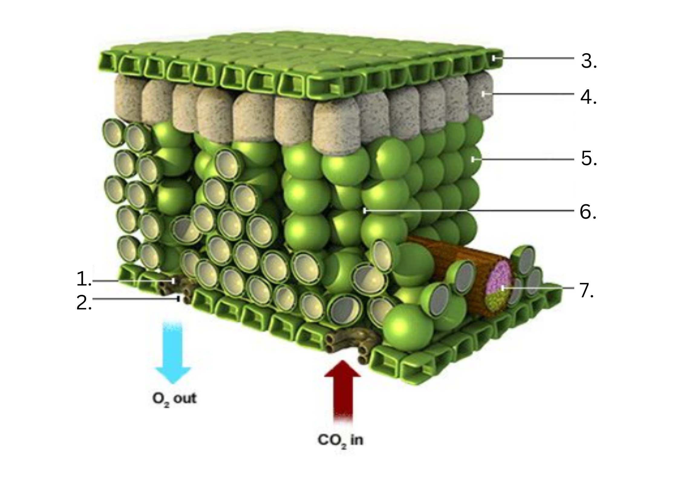 <p>Leaf anatomy</p>