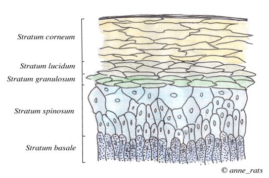 <p>De buitenste laag van de huid, ook wel bekend als epidermis, bestaat uit vijf lagen en heeft een beschermende functie.</p><ul><li><p>Beschermlaag</p></li><li><p>0,1mm dik</p></li><li><p>Geen bloedvaten</p></li><li><p>O2 en voeding halen uit dermis eronder</p></li></ul><p>stratum : </p><ul><li><p>corneum</p></li><li><p>lucidum</p></li><li><p>granulosum</p></li><li><p>spinosum</p></li><li><p>basale</p></li></ul><p></p>