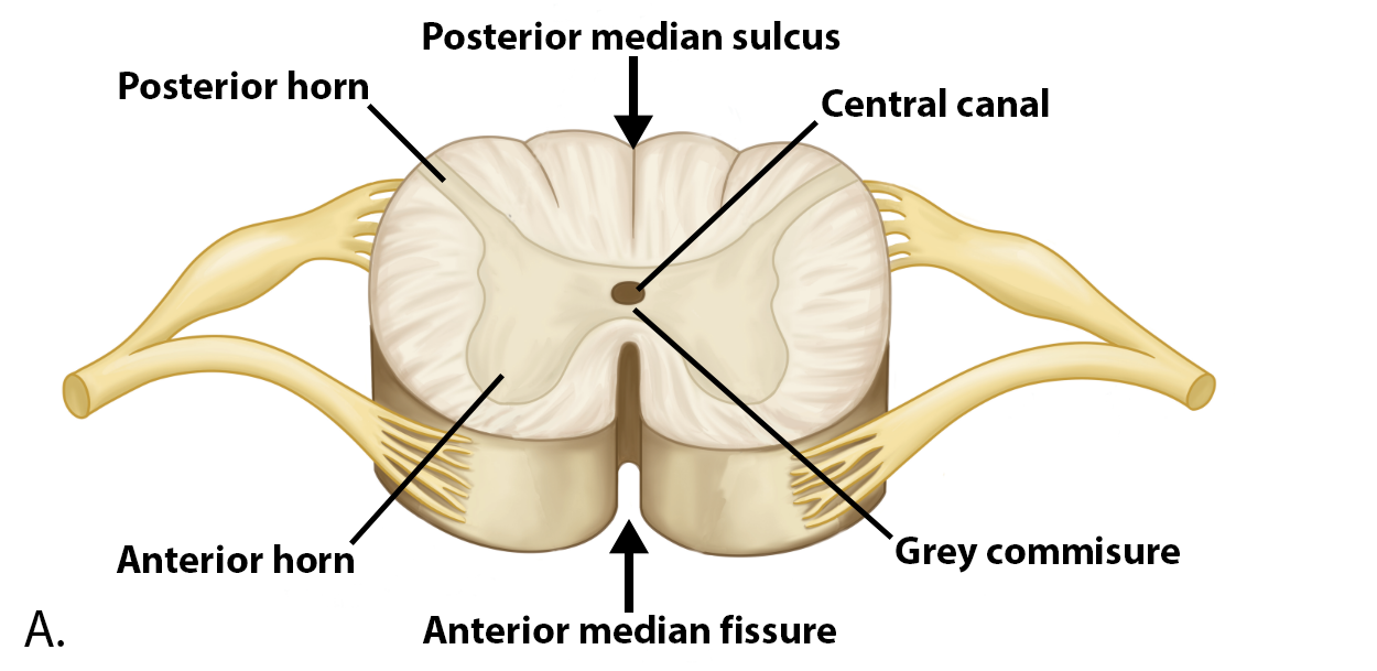 <ul><li><p><strong>posterior horn</strong> → sensory input (thin butterfly top wing)</p></li><li><p><strong>anterior horn</strong> → motor output (thick rounded butterfly bottom wing)</p></li><li><p> <strong>lateral horn</strong> → autonomic output (between posterior and anterior horn)</p></li></ul><p></p>