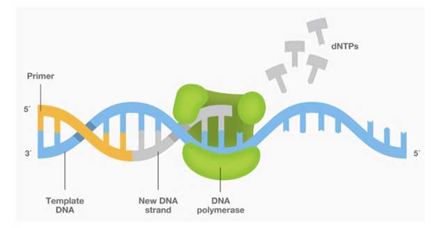 <p><span>Replicates DNA molecules to build new strands of DNA.</span></p>