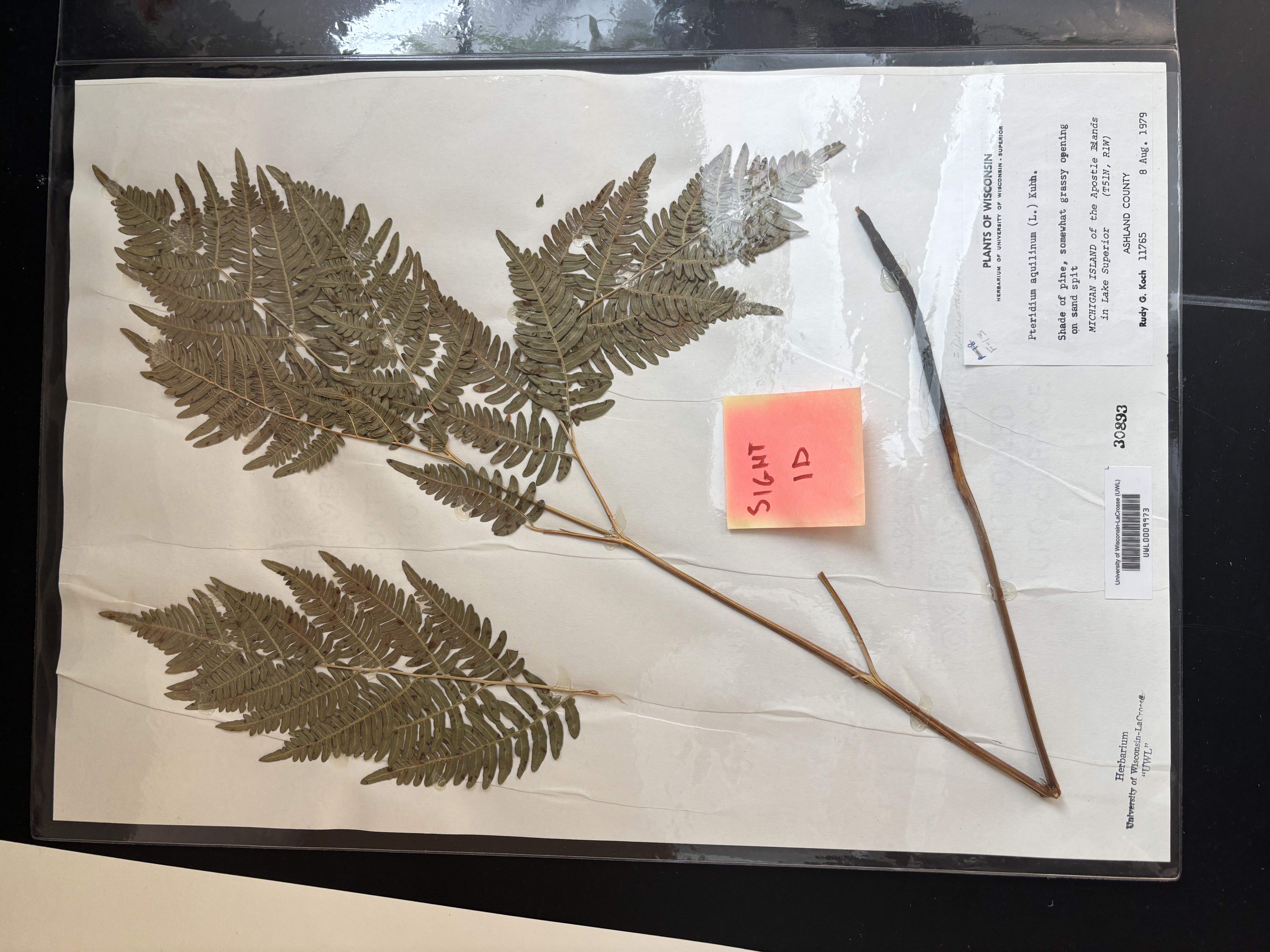 <p>Bracken Fern</p>