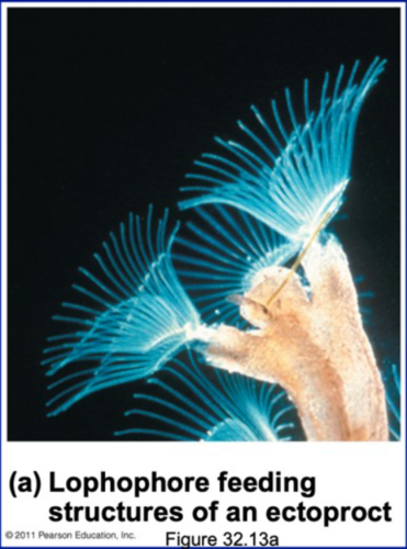 <p>-phoronids</p><p>-external gills</p><p>-filter feeding and do gas exchange</p><p>-specialized adaptation</p><p>-not a respiratory organ</p>