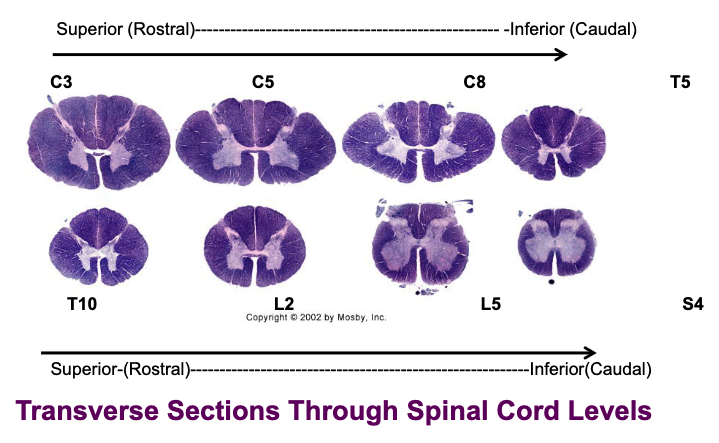 <p>what are some similarities and differences throughout the spinal cord?</p>