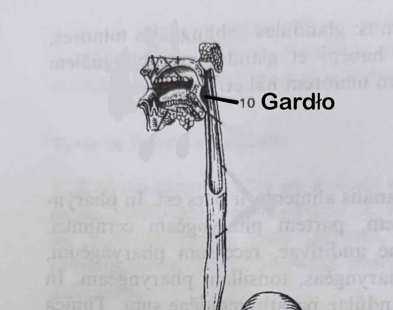 <p>Gardło</p>