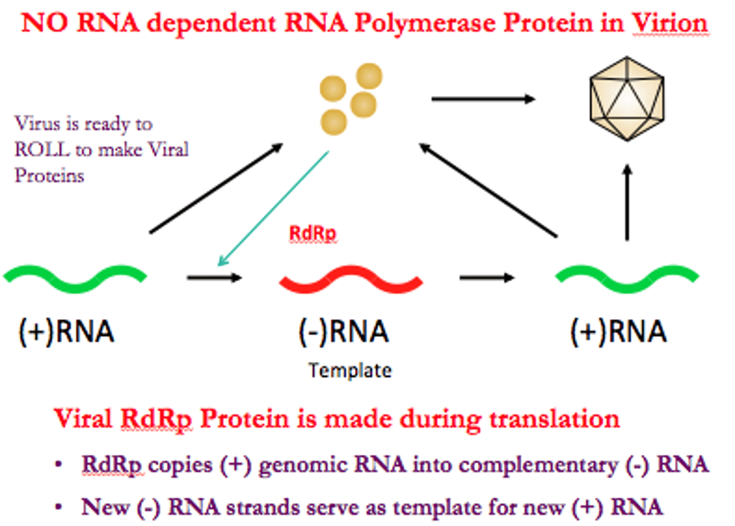 <p>synthesize RNA from an RNA template, playing a crucial role in the replication of RNA viruses and certain cellular processes</p><p>- present in viruses, plants, fungi, protists, and some animals</p>