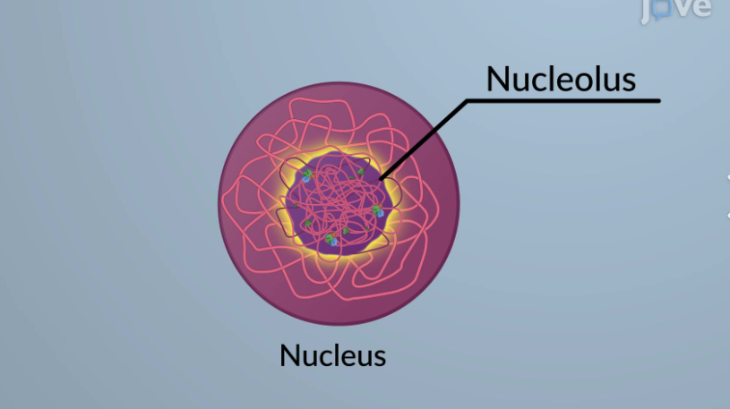 <p>nucleolus</p>
