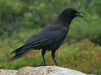 <p>crow</p>