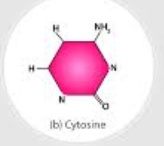 <p>This are one of two type of nitrogenous bases that make up DNA and RNA, and it is characterized by a single-ring structure.</p><p>__________ are one of the two classes of bases that make up the genetic material in nucleic acids.</p><p>The three important ___________ bases are Cytosine (C), Thymine (T), and Uracil (U).</p><p><strong>Cytosine and Thymine </strong>are found in DNA while <strong>Cytosine and Uracil</strong> are found in mRNA.</p>