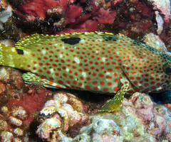 <p><span><span>fish?</span></span></p>