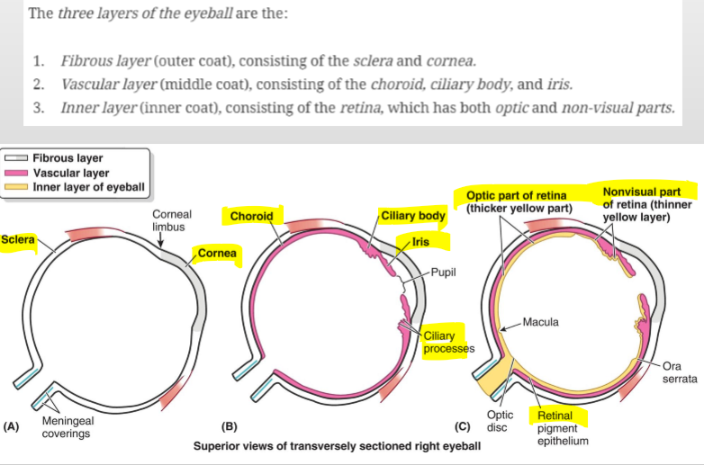<p>The cornea and sclera</p>