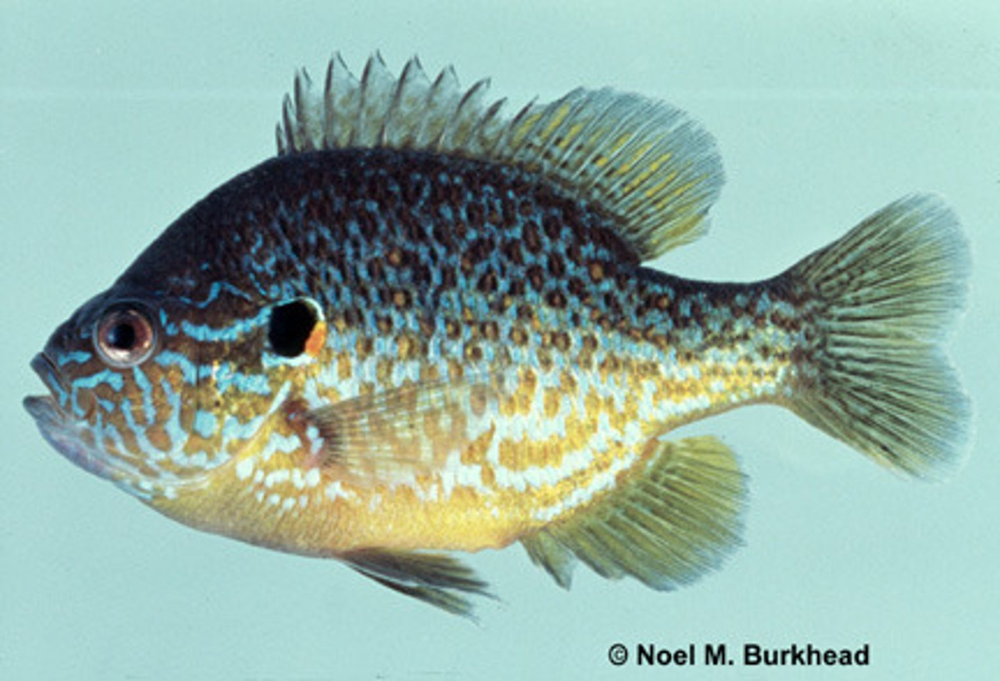 <p>Sunfishes</p>