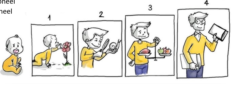 <ol><li><p>De sensomotorische fase (pre-cognitief → nog niet echt denken, eerder voorbereidende stappen nemen om dit in te toekomst te doen) loopt tot van 0 tot ongeveer 2 jaar. Het kind leert via de zintuigen en de motoriek, het verkent de wereld. Een belangrijke mijlpaal is het besef van objectpermanentie (= het kind leert dat een voorwerp blijft bestaan, ook al is het uit het zicht verdwenen). Dit is cruciaal voor het ontwikkelen van vertrouwen en hechting. In ze zorg betekend het dat deze kinderen vooral reageren op directe prikkels en dat de afwezigheid van een vertrouwd gezicht stress kan veroorzaken.</p></li><li><p>De pre-operationele fase (cognitief) is van 2 jaar tot ongeveer 7 jaar, deze fase wordt gekenmerkt door magisch/symbolisch denken. Een kind gelooft bijvoorbeeld dat de sint echt komt, dat zijn speelgoed gevoelens heeft, etc ook al zijn deze dingen eigenlijk niet realistisch. Het denken is nog erg egocentrisch, kinderen hebben het moeilijk om het perspectief van een ander te begrijpen/zien. Ze geloven dat hun eigen beleving de enige is. In de zorg betekend dit geduld hebben en uitleg ondersteunen met visuele context.</p></li><li><p>De concreet-operationele fase (cognitief) loopt van 7 jaar tot 11 à 12 jaar, kinderen leren nu logisch denken over concrete (=tastbare) situaties. Ze kunnen oorzaak-gevolgrelaties zien en zaken classificeren en ordenen. Zaken kunnen zelfstandig worden uitgevoerd als ze duidelijk en tastbaar zijn. Abstracte dingen zijn nog moeilijk, verdriet is bijvoorbeeld wanneer iemand huilt en men is niet verdrietig als er geen tranen zijn. In de zorg kan je deze kinderen betrekken in het zorgproces.</p></li><li><p>De formeel-operationele fase (cognitief) is vanaf 11 à 12 jaar, dit is het begin van het abstract denken (= niet-tastbaar). Men kan hypothetisch redeneren, nadenken over de toekomst en complexe problemen, reflecteren op eigen denken en emoties, etc. Ook het relationele denkinhouden komen hier naar voren. Een kind snapt nu dat verdriet er niet alleen uitziet als huilen maar ook vele andere (niet zichtbare) vormen heeft. In de zorg moeten deze kinderen serieus genomen worden en moeten ze inspraak en ruimte krijgen.</p></li></ol><p>=> De fasen kunnen in elkaar overlopen en niet iedereen overloopt deze fasen aan het zelfde tempo of komt even ver. </p><p></p>