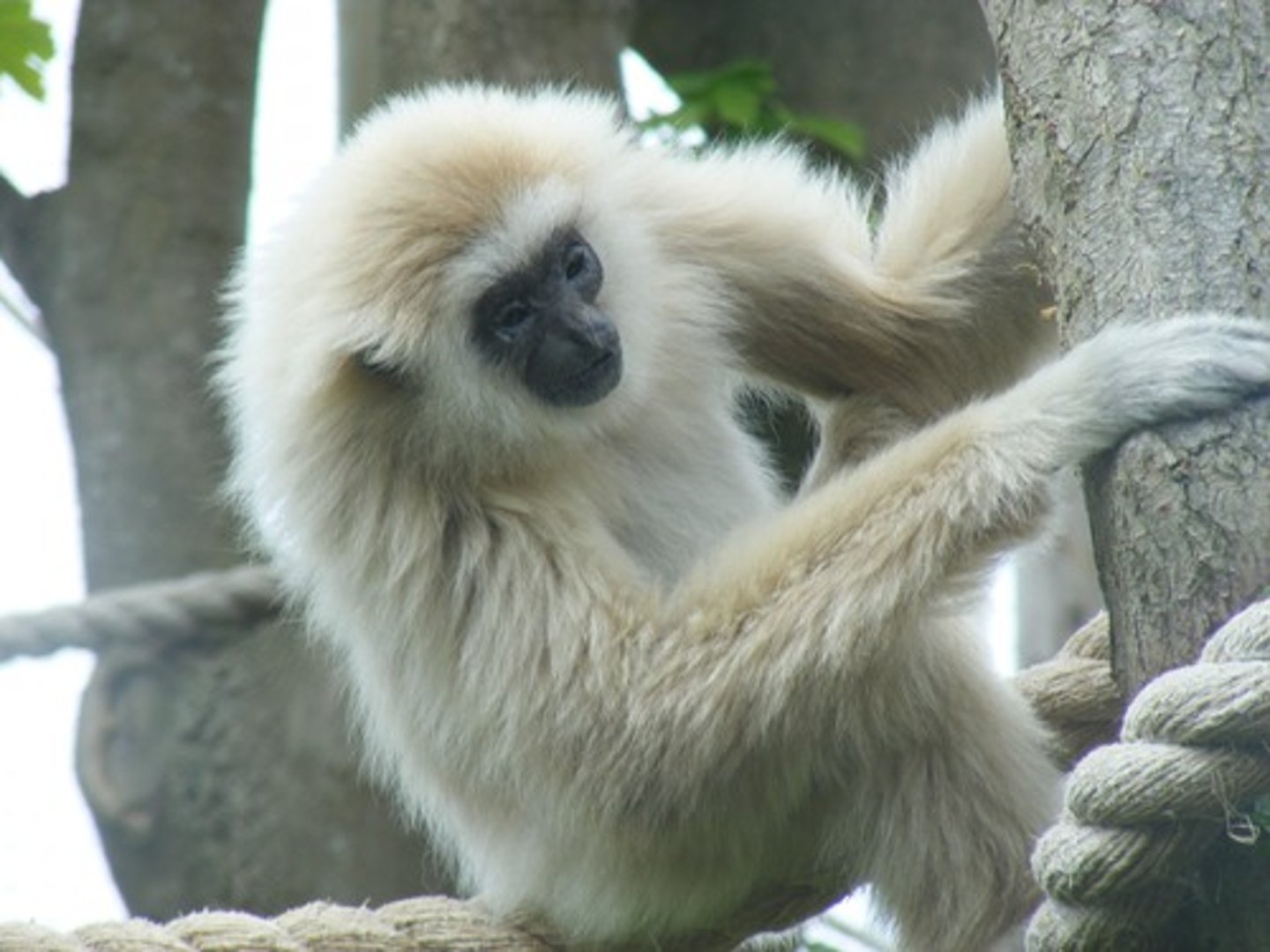 <p>Africa + Asia, 1-175kg, old world monkey's, Variety diets, social</p>