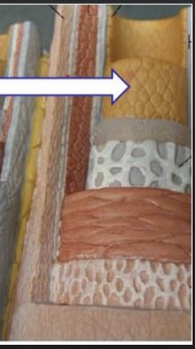 <p>What arterial layer is being pointed at?</p>