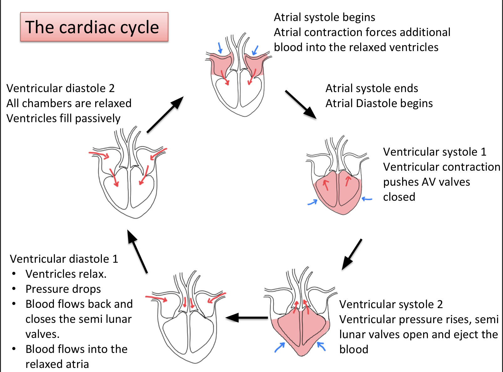 <ul><li><p>both atria and ventricle are in diastole</p></li><li><p>blood flows into atria through vena cava and pulmonary vein, causes pressure in atria to rise</p></li><li><p>pressure in atria > pressure in ventricle</p></li><li><p>AV valves open so blood flows from atria to ventricle</p></li><li><p>atria systole takes place, pushes remaining blood into ventricle, stretching ventricle</p></li><li><p>ventricular systole takes place, pressure increases</p></li><li><p>ventricular pressure > atrial pressure</p></li><li><p>AV valves close, prevents movement of blood back into atria</p></li><li><p>semi-lunar valves in pulmonary artery and aorta also open, blood pumped out of heart</p></li><li><p>ventricle diastole, ventricular pressure is lower than pulmonary artery, semi-lunar valves close</p></li></ul><p></p>