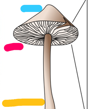 <p>mushroom anatomy</p>