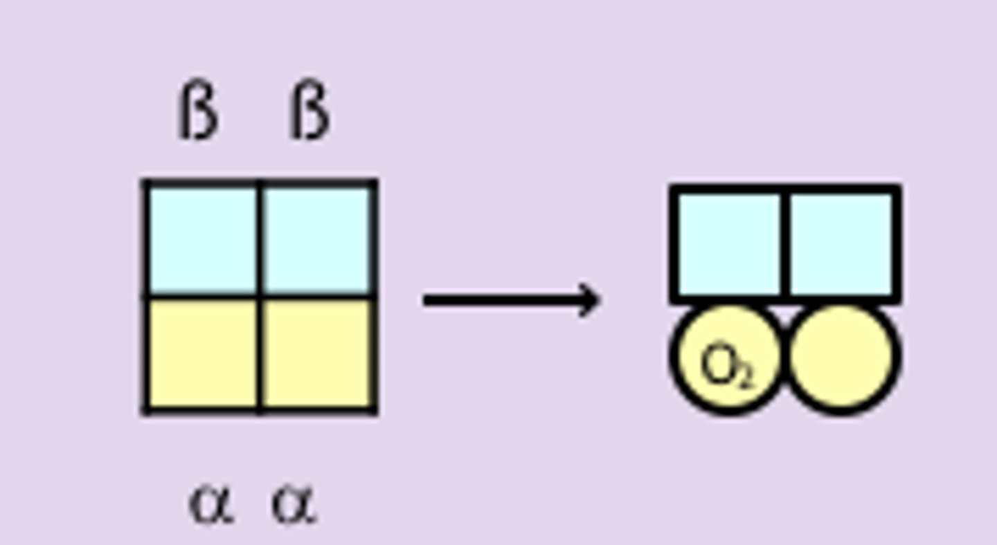 <p>- BOTH</p><p>- O2 binds first to the 2 α subunits</p><p>- large conformational change occurs when 2 O2 are bound to Hb -&gt; increases the affinity of the β subunits for oxygen</p><p>- deoxy-Hb has low affinity for O2</p><p>- heme group of the β subunits are inaccessible to O2</p><p>- 1st O2 binds to α subunit</p><p>- small changes in tertiary structure of the other α subunit increases its affinity for O2 3 fold (KNF model)</p><p>- Hb with 2 O2 bound is in equilibrium w/a form of the protein in which all four subunits are in the R state -&gt; equivalent to T/R transition in MWC model</p><p>- large change in quaternary structure</p>