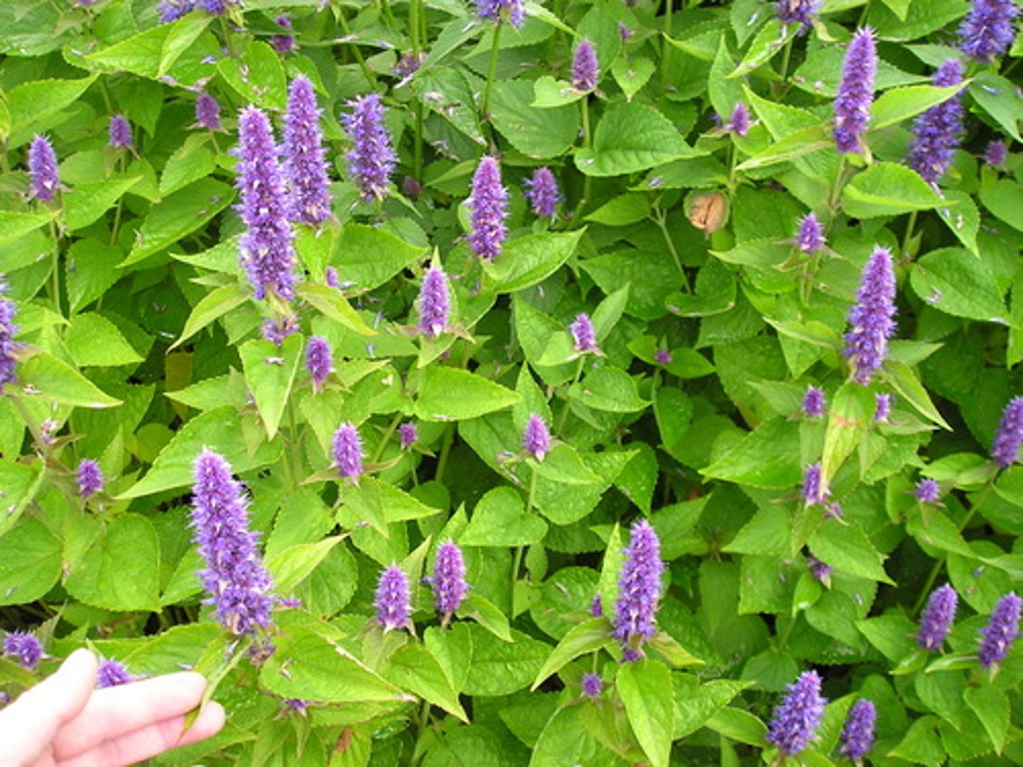 <p>Herb/Shrub</p><p>Leaves: opp, dentate, aromatic, SQUARE STEMS</p><p>Flowers: bilat, perf, 5,5,4,2 fused</p><p>Inflor: Raceme or axillary cluster</p><p>Fruit: 4 nutlets</p><p>genus: Agastache</p>