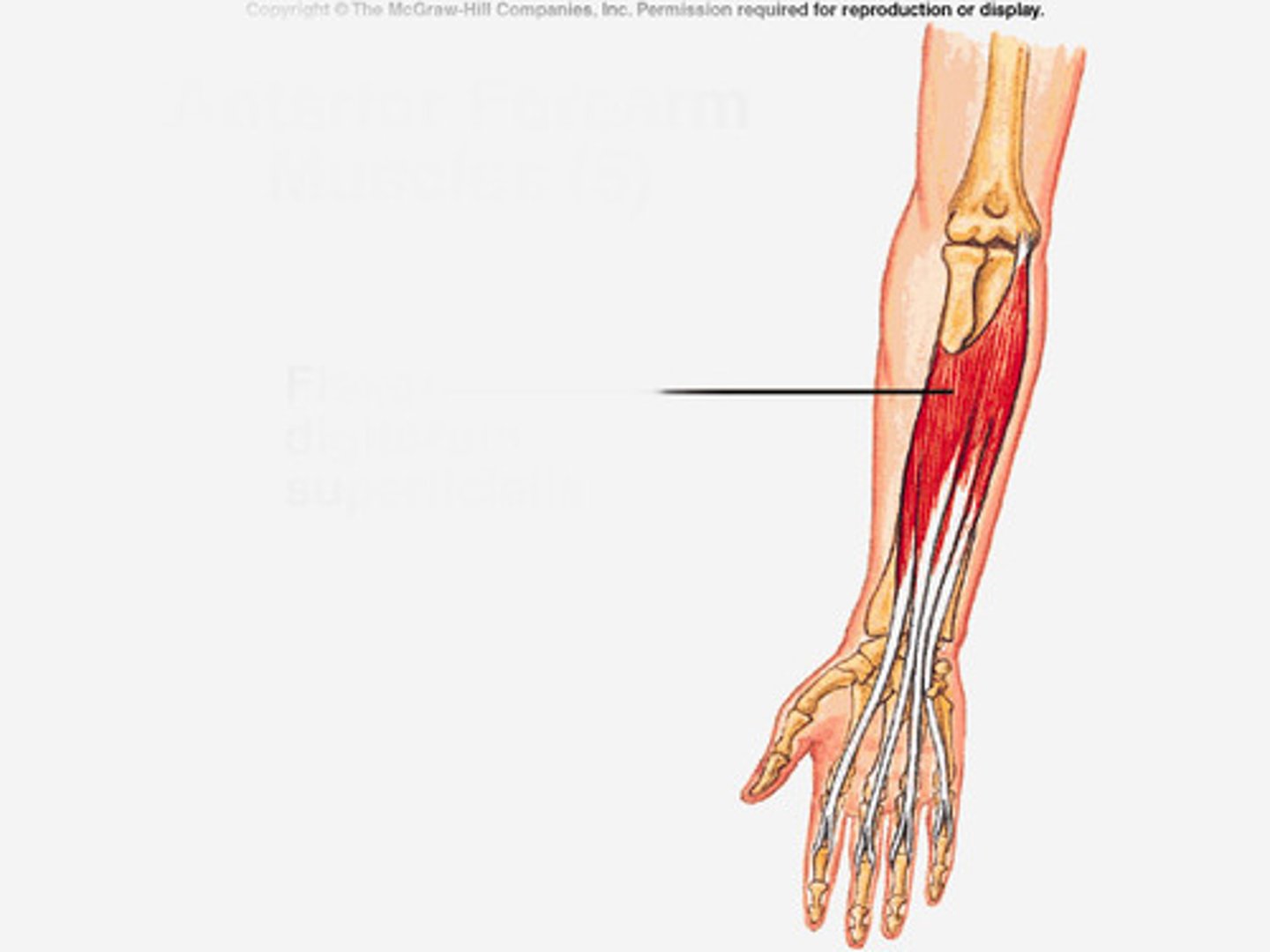 <p>action: flex MCP &amp; PIP joints of digits II-V</p><p>motor innervation: median nerve</p>
