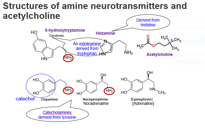 <p>Histamine is a <strong>biogenic amine neurotransmitter</strong> derived from <strong>histidine</strong>. It contains an <strong>imidazole ring</strong> and a <strong>primary amine (–NH₂)</strong> group, which forms during decarboxylation.</p>