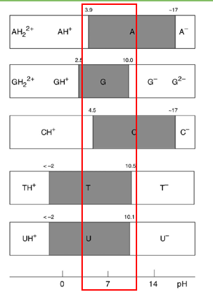 <p>at pH7 they are all neutral and will not perform this chemistry</p>