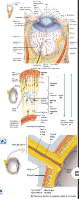 <ul><li><p>The retina</p><ul><li><p>Sensory portion of the eye</p></li></ul></li><li><p>Consists of the outer pigmented layer and an inner neural layer consisting of three layers of neurons</p><ul><li><p>i Photoreceptor neurons:</p><ul><li><p><strong>Rods</strong>: for black and white vision</p></li><li><p><strong>Cones</strong>: for colored vision</p></li><li><p>more rods than cones</p></li></ul></li><li><p>ii. Bipolar cells</p></li><li><p>iii. Ganglion cells:</p><ul><li><p>Axons of these cells form cranial nerve II: the optic nerve</p></li></ul></li></ul></li><li><p>The fovea centralis is where light focuses</p><ul><li><p>The greatest visual acuity is achieved here</p></li></ul></li><li><p>The optic disc is the blind spot</p><ul><li><p>This is where the optic nerve and blood vessels exit the eye (bundles of neurons)</p></li></ul></li></ul><p></p>