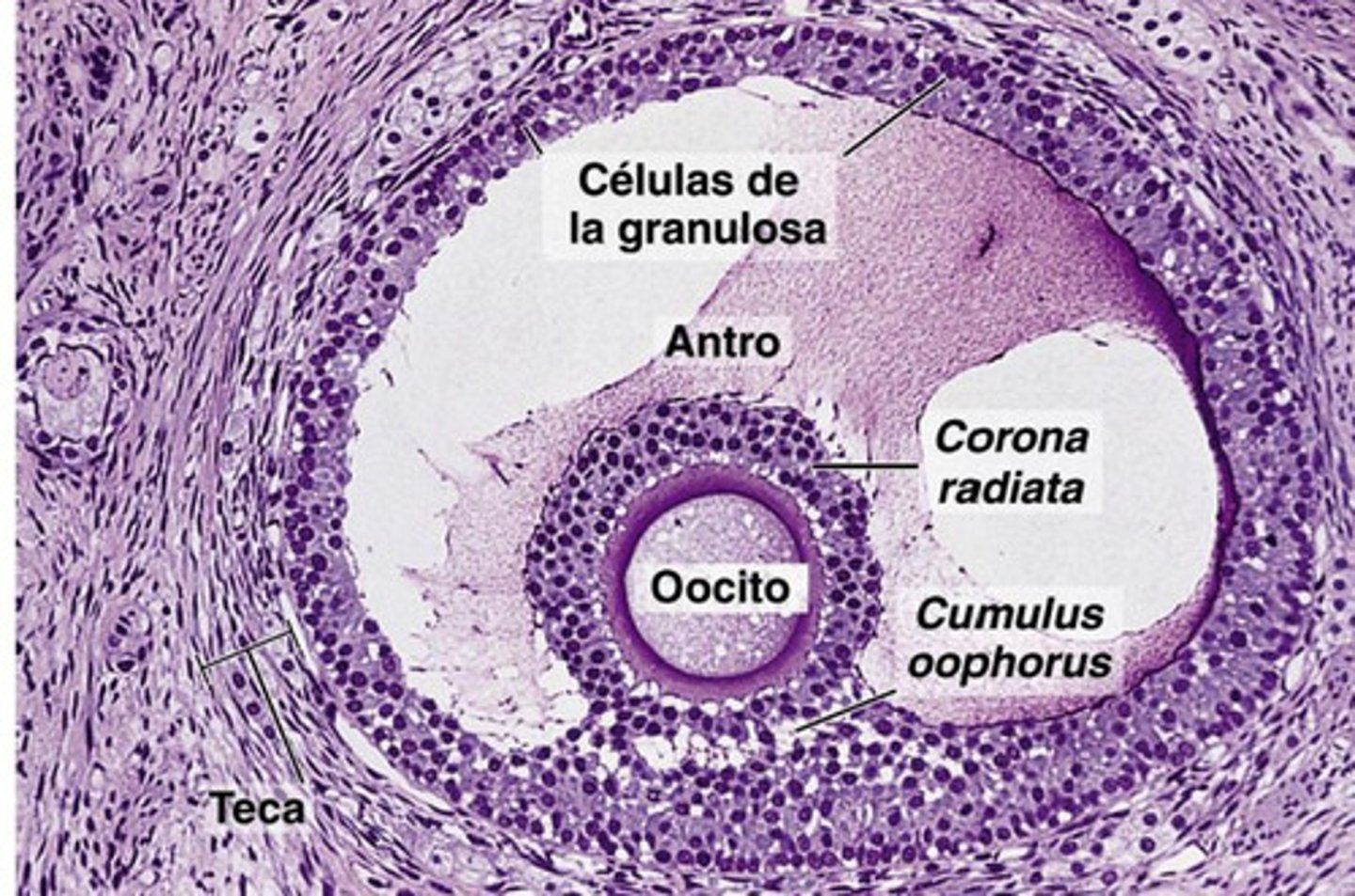 <p>what type of follicle?</p>