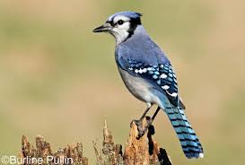 <p>Blue Jay (<em>Cyanocitta cristata</em>)</p>