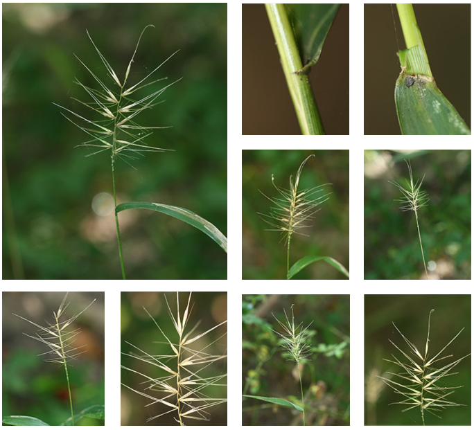 <p>Bottlebrush grass</p>