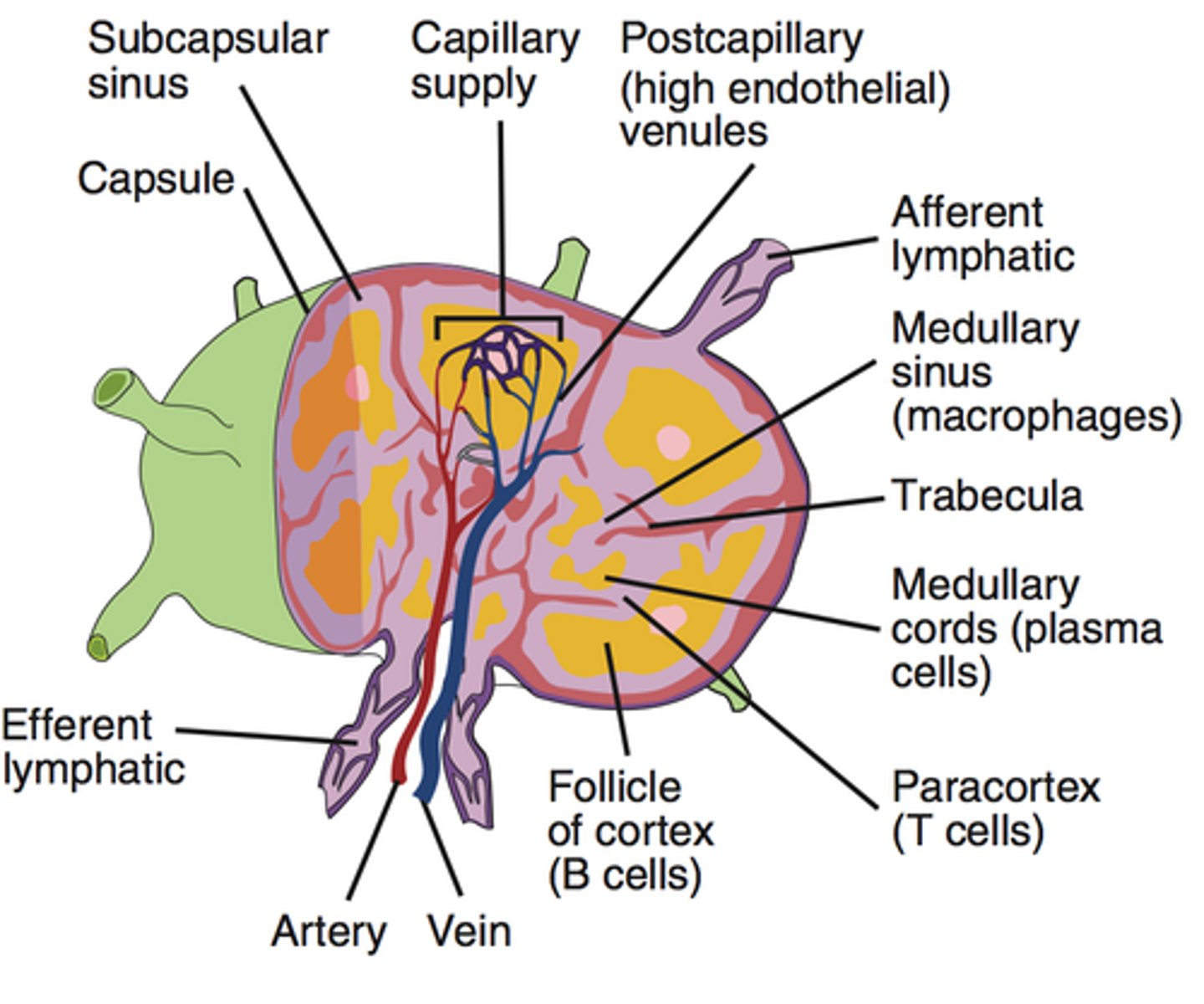 <p>Tissue fluid that has diffused into lymph vessels</p>